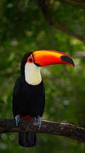 ป กพ นโดย elena rodriguez ใน birds animals