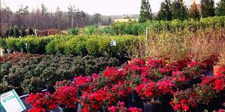 We did not find results for: Mapped Atlanta S Best Garden And Plant Stores Curbed Atlanta