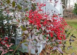Image result for Nandina