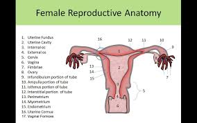 Additional ligaments may be found in the female pelvis. Ultrasound Registry Review General Information