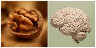 Contine o cantitate mare de uleiuri care sunt excelente pentru sistemul digestiv. 10 Alimente Care Arata Ca Organele Pe Care Le Vindeca