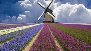 Tulipani, mulini a vento, campagne verdi e pianeggianti, fiumi e canali, paesini d'un tempo, graziose cittadine ma anche la bellissima capitale amsterdam. Primavera In Olanda Tra Tulipani E Mulini A Vento Fidelity Viaggi