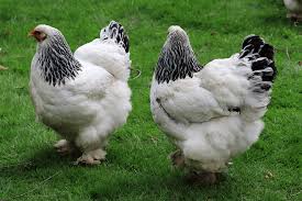 Brahma Chicken Breed Everything You Need To Know