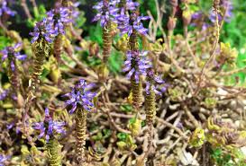 Image result for Coleus caninus