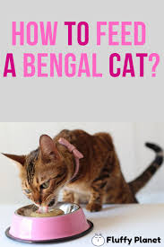 How To Feed A Bengal Cat Bengal Cat Bengal Kitten Cats
