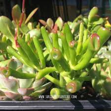 If the soil is extremely dry, so dry that it has cracked on the surface or it has shrieked and isn't touching the pot, you will need to let your plant sit in water for a while. Crassula Ovata Gollum Jade Care And Propagation Succulent Plant Care