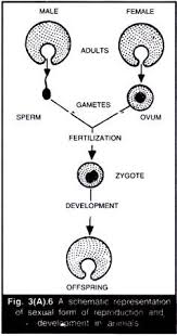 Asexual And Sexual Reproduction In Animals With Diagram
