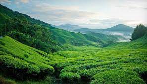 Kawasan tanah tinggi di malaysia kawasan tanah tinggi di malaysia terdiri daripada rangkaian banjaran gunung dan dataran tinggi secara purata ketinggiannya adalah melebihi 600 meter. 10 Kawasan Tanah Tinggi Terbaik Di Malaysia Untuk Percutian Anda Wanista Com