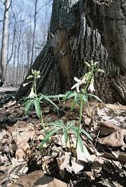 Image result for Cardamine maxima