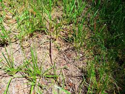 Comment Fabriquer Un Insecticide Organique Maison A Peu De Frais Mauvaises Herbes Deserbant Maison