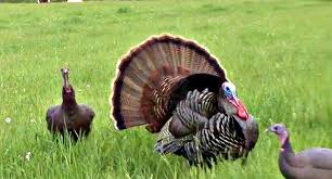 Where Do You Really Shoot A Turkey With A Bow Types Of Hunting Deer Hunting Tips Hunting