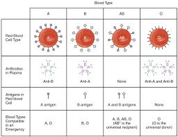 Blood Typing Anatomy And Physiology Ii