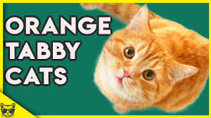 Maybe you would like to learn more about one of these? Orange Tabby Cats 101 What You Need To Know About Them Youtube