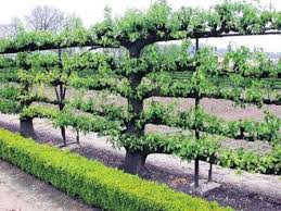All espalier forms need a strong structure for support and training while they are young. How To Build An Espalier Support Trellis Deep Green Permaculture