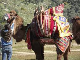 There are three living species of camels. Camel Wrestling In Turkey Rules Entertainment And Protocol