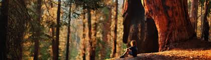 Discover The Stunning Sequoia National Park Near Visalia CA
