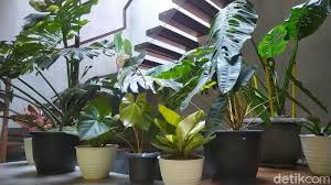 Bunga potong pun dapat dimasukkan sebagai tanaman hias. Penampakan Tanaman Hias Milik Warga Garut Yang Dibarter Rumah Rp 500 Juta
