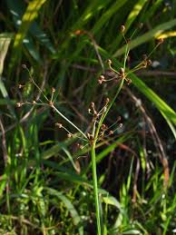 Image result for Fimbristylis quinquangularis