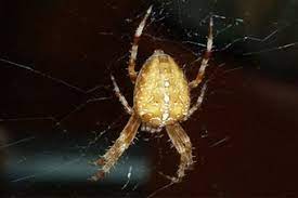 After signing up, i never saw another. Apc Pest Control Pest Control Surrey Bc Sulekha