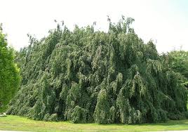 Image result for Blepharis stuhlmannii