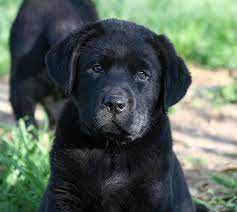 Get your own at lancaster puppies! Brooks Labrador Retrievers Puppy Page Colorado Lab Puppies Labs Labrador Retriever Puppies Lab Puppies Labrador Retriever