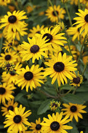 Image result for Gloriosa sessiliflora