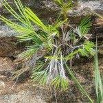 Image result for Actiniopteris semiflabellata