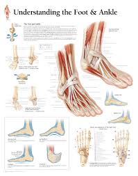 Understanding The Foot Ankle Chart