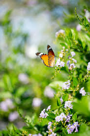 You'll also be able to find. Butterfly On Flower Pictures Download Free Images On Unsplash