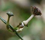 Image result for Ceropegia nilotica
