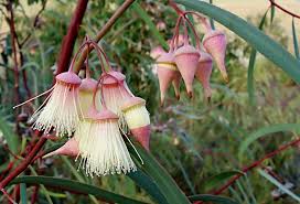 A triangle denotes trees which are native to the sonoran desert or which are visually compatible with sonoran desert landscapes. The Story Of Our Eucalypts Curious