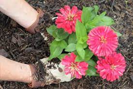 2021 Average Cost Of A Gardener With Local Prices Homeguide