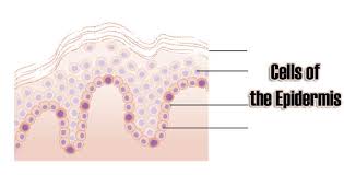 Cell types in the plant epidermis. Cells Of The Epidermis 3 Layers Of The Skin Skin Cell Functions