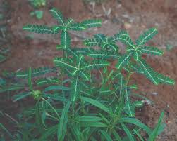 Image result for Phyllanthus fraternus