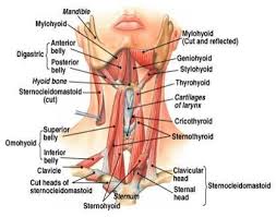 Gaster, belly) that descend toward the hyoid bone. Front Neck Muscles Muscle Stretches Human Skeleton Bones Thyroid Health