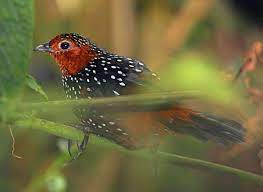 Tapaculo Wikipedia List Of Birds Bird Critically Endangered Species