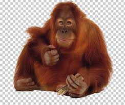 You may also like orangutan animal or orangutan theme clipart! Orangutan Png Clipart Orangutan Free Png Download