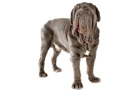 Neapolitan mastiff breeders in australia and new zealand. Neapolitan Mastiff Puppies For Sale In Dallas Texas Adoptapet Com