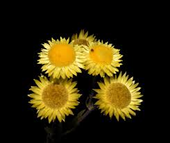 Image result for Helichrysum aureum
