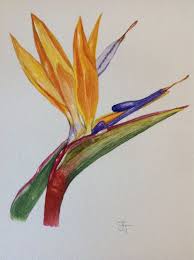 Watercolor Bird Of Paradise Painting Original Watercolour Painting Bird Of Paradise By Anjeliart Birds Of Paradise Flower Watercolor Painting Techniques Watercolor Bird