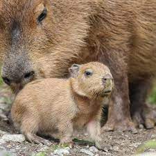 Capybara Baby Baby Capybara Capybara Baby Animals Pictures