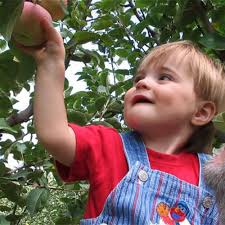 Explore our pick-your-own fruit orchards!