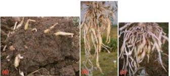 Image result for Siphonochilus rhodesicus