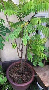 Pokok belimbing buluh.#anakg #belimbingbuluh #fyp. Jom Tanam Belimbing Buluh Online Nursery No 1 Malaysia Facebook