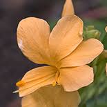 Image result for Barleria crossandriformis
