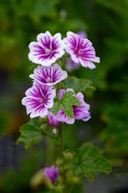 Image result for Malva sylvestris