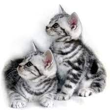 Maplebayexotics Com Niedliche Katzchen Getigerte Katzen Katzenbabys