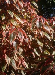 Image result for Acalypha volkensii