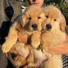 Favorite this post jun 6 border collie/golden retriever puppies (new york) hide this posting restore restore this posting. Puppies And Dogs For Sale Pets Classifieds Online Syracuse Com