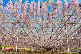 These beauties have a long blooming season. 8 Incredible Tree Tunnels Worth Planning A Trip Around
